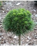 Pinus mugo Varella (shtamb)